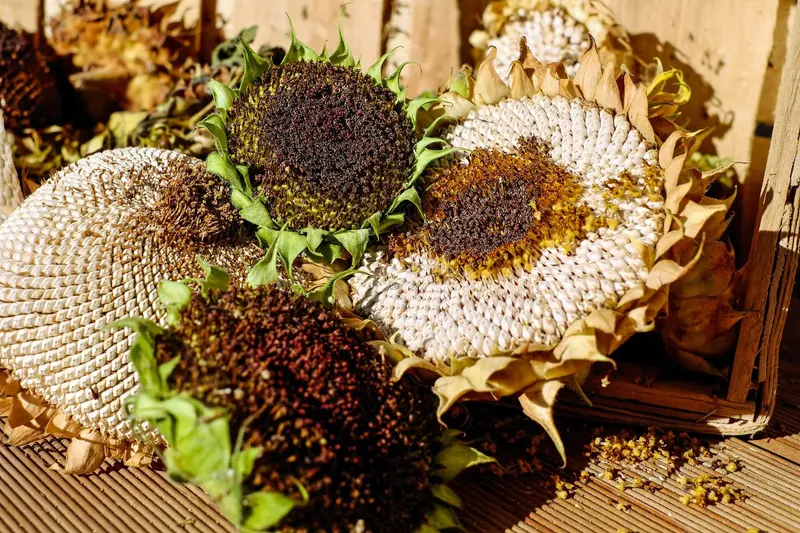 Putregaiul alb al florii soarelui – Sclerotinia sclerotiorum