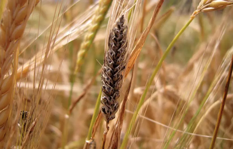 Taciunele zburator al graului (Ustilago tritici)
