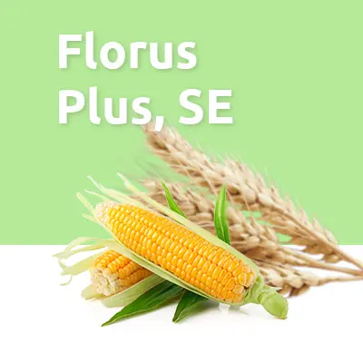 Florus Plus, SE
