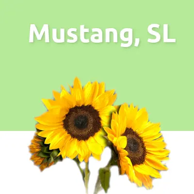 Mustang, SL