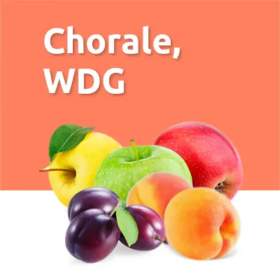 CHORALE, WDG