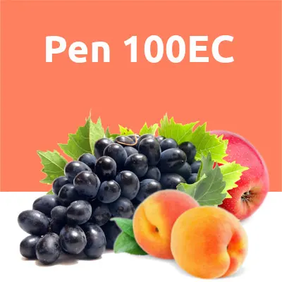 PEN 100 EC