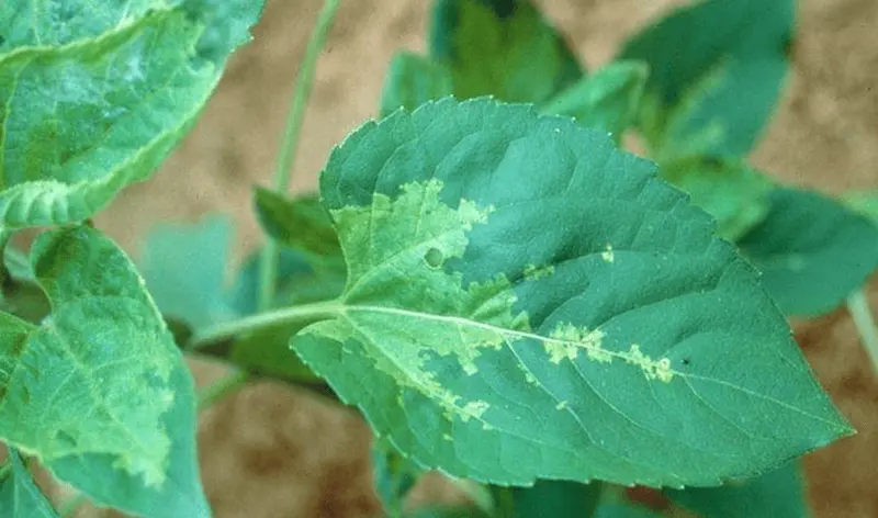 Mana florii (Plasmospara halstedii)