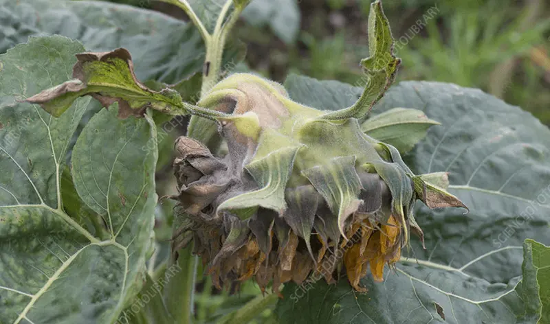 Putregaiul cenușiu (Botrytis cinerea)