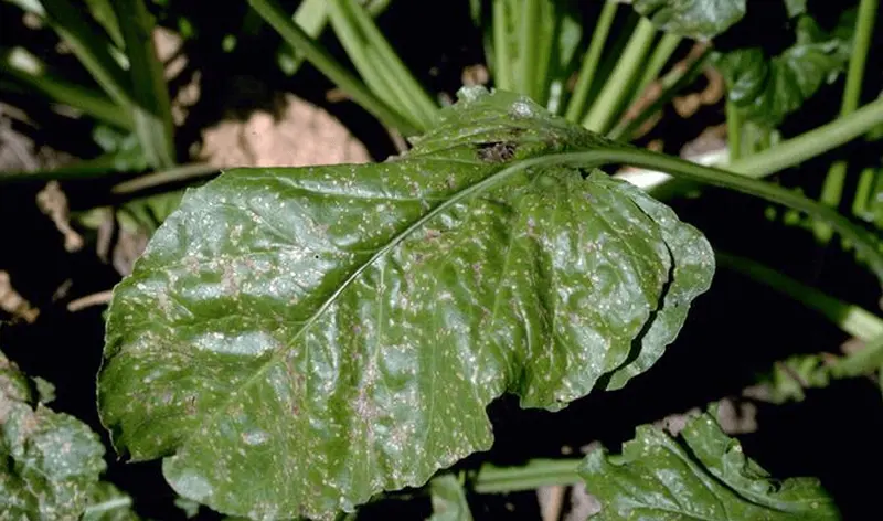 Cercosporioza (Cercospora beticola)