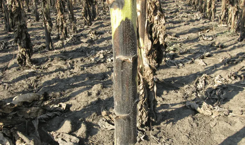 Fomoza sau pătarea neagră a tulpinilor (Phoma macdonaldi = Phoma oleracea)