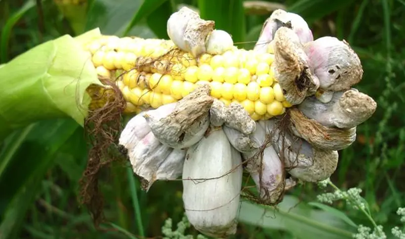 Tăciunele comun al porumbului (Ustilago maydis)