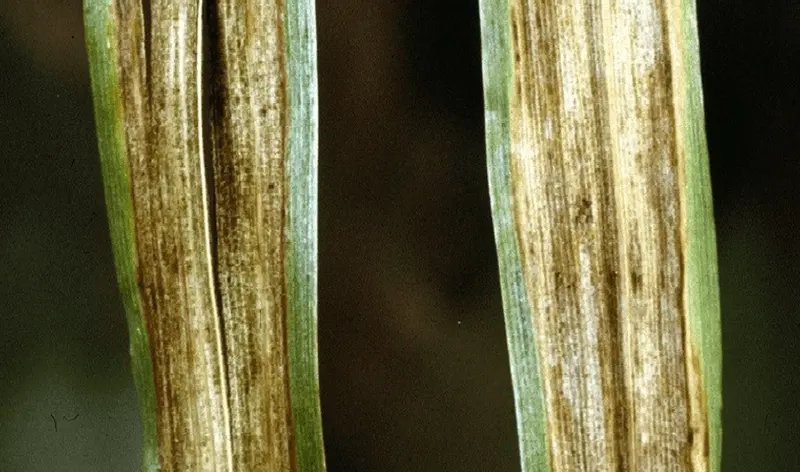 Helmintosporioza (Pyrenophora graminea)